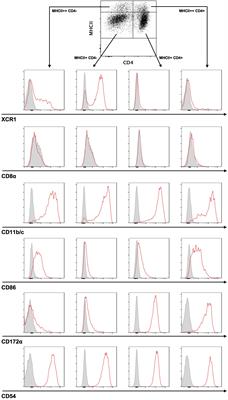 Rat cytomegalovirus efficiently replicates in dendritic cells and induces changes in their transcriptional profile